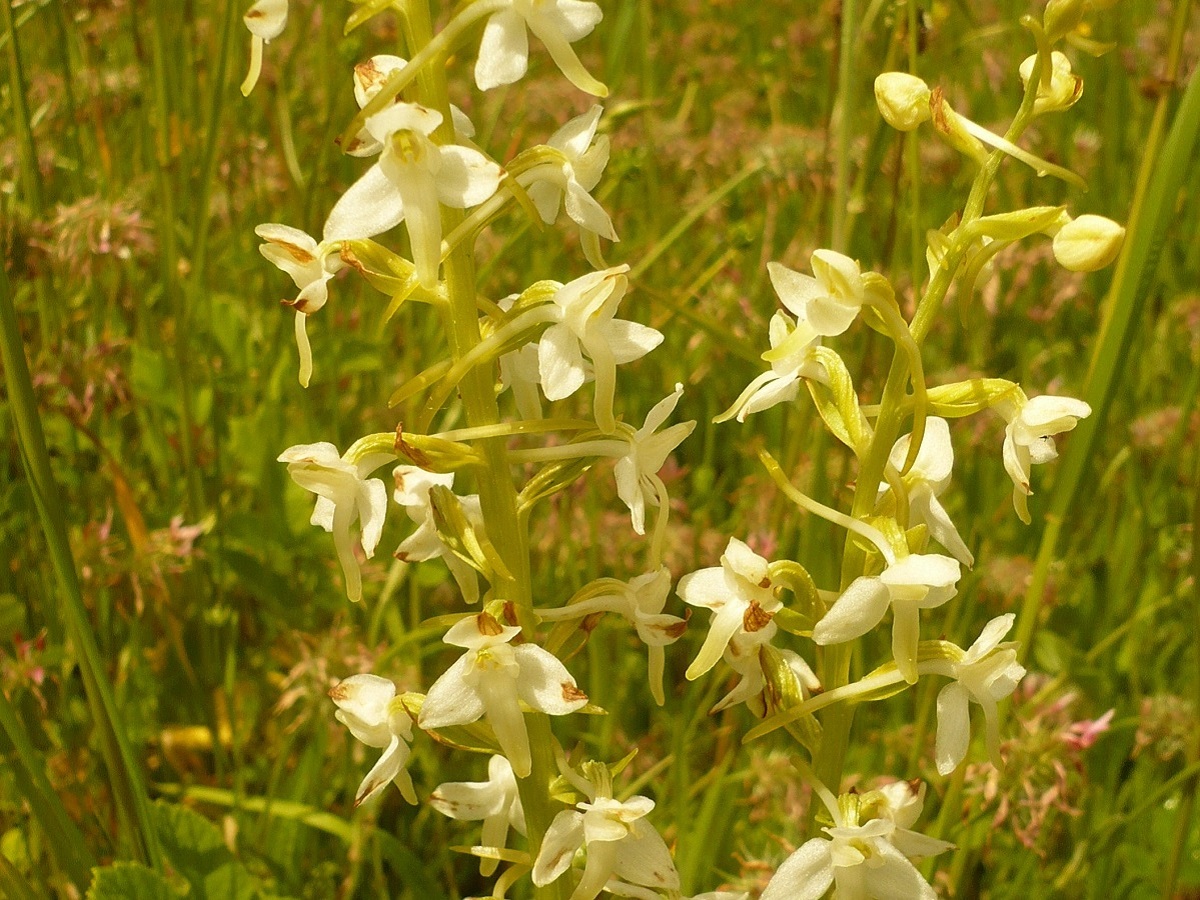 Platanthera chlorantha (Orchidaceae)